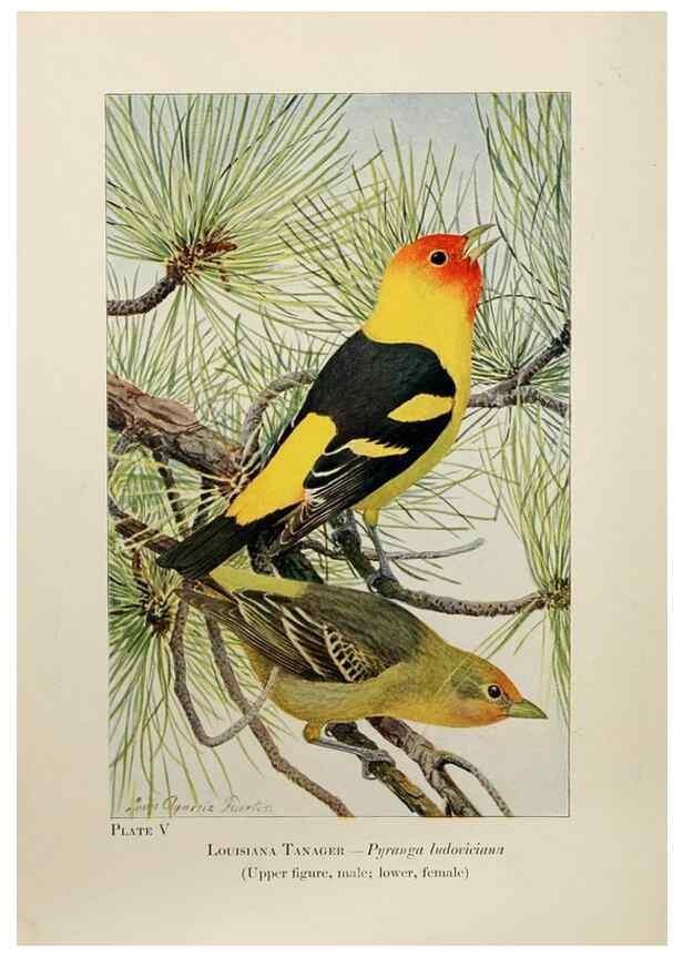 Reproducción/Reproduction 7250823156: Birds of the Rockies,. Chicago,A. C. McClurg and co.,1902.