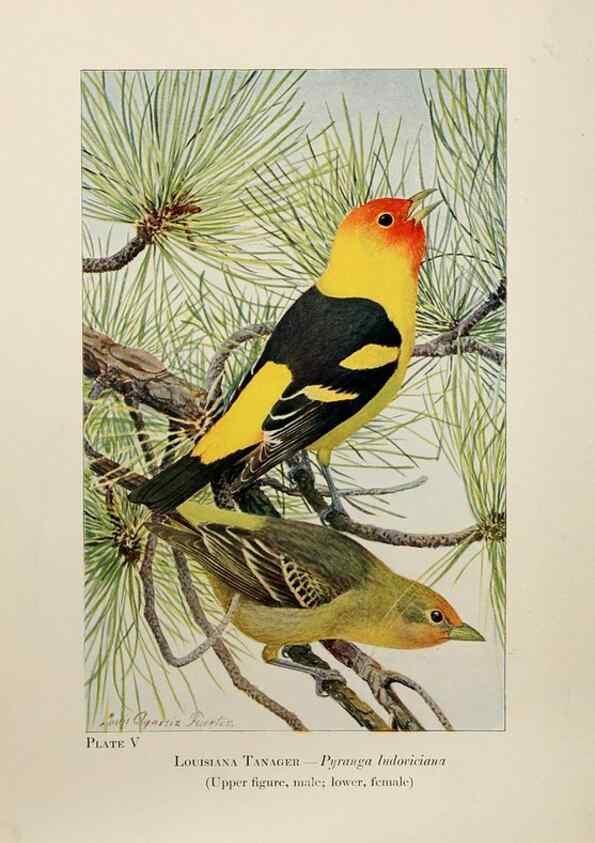 Reproducción/Reproduction 7250823156: Birds of the Rockies,. Chicago,A. C. McClurg and co.,1902.