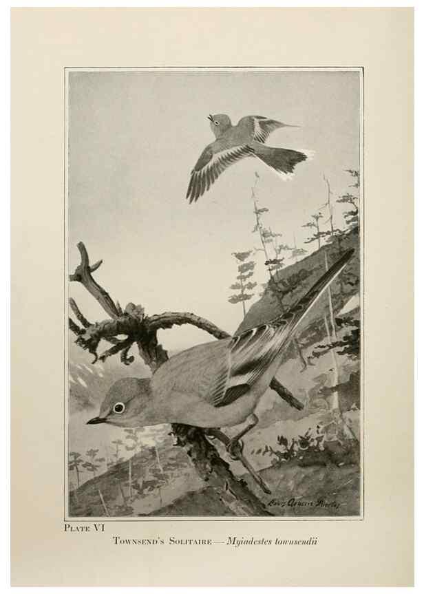 Reproducción/Reproduction 7250825036: Birds of the Rockies,. Chicago,A. C. McClurg and co.,1902.