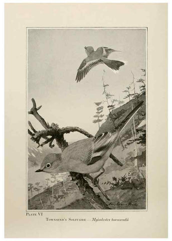 Reproducción/Reproduction 7250825036: Birds of the Rockies,. Chicago,A. C. McClurg and co.,1902.