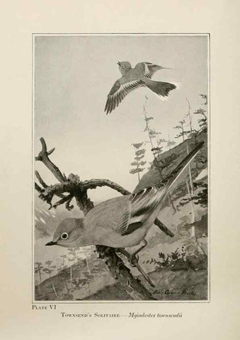 Reproducción/Reproduction 7250825036: Birds of the Rockies,. Chicago,A. C. McClurg and co.,1902.