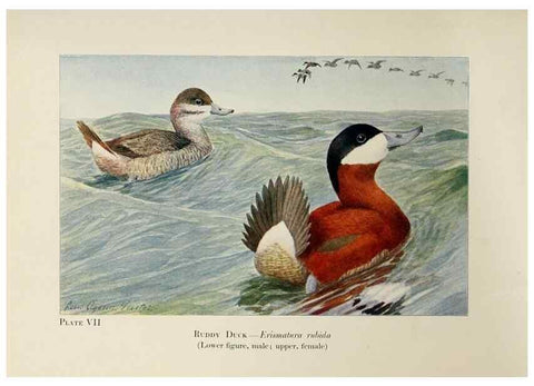 Reproducción/Reproduction 7250827290: Birds of the Rockies,. Chicago,A. C. McClurg and co.,1902.