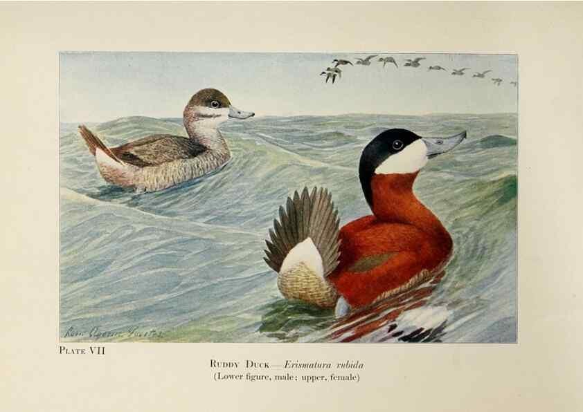 Reproducción/Reproduction 7250827290: Birds of the Rockies,. Chicago,A. C. McClurg and co.,1902.
