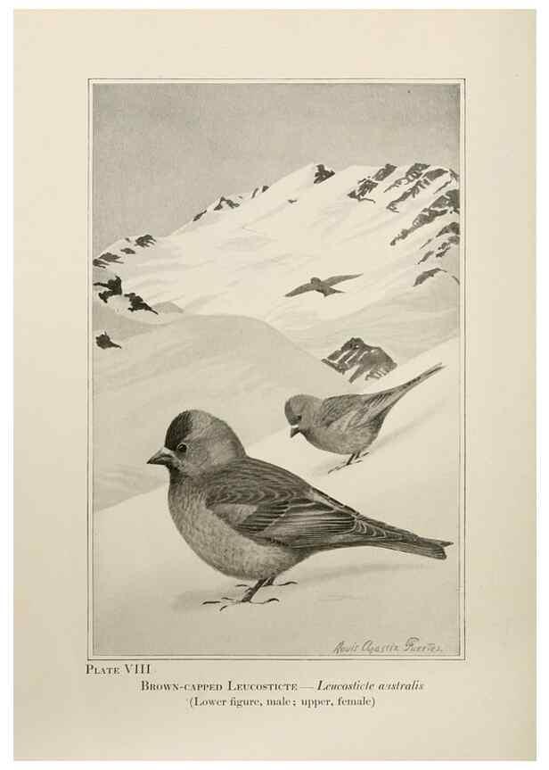 Reproducción/Reproduction 7250828962: Birds of the Rockies,. Chicago,A. C. McClurg and co.,1902.