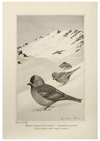 Reproducción/Reproduction 7250828962: Birds of the Rockies,. Chicago,A. C. McClurg and co.,1902.