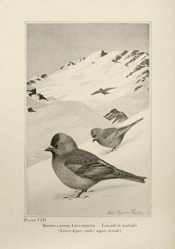 Reproducción/Reproduction 7250828962: Birds of the Rockies,. Chicago,A. C. McClurg and co.,1902.