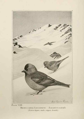 Reproducción/Reproduction 7250828962: Birds of the Rockies,. Chicago,A. C. McClurg and co.,1902.