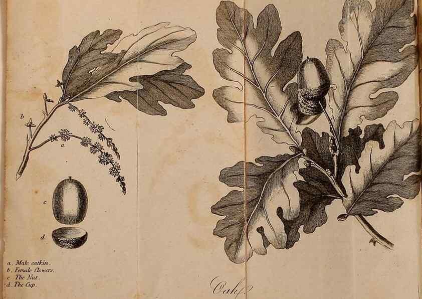 Reproducción/Reproduction 7255566082: The woodland companion;. London,Baldwin, Cradock and Joy [etc.]1815.