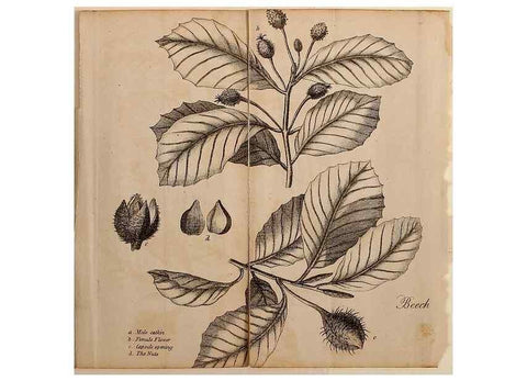 Reproducción/Reproduction 7255567408: The woodland companion;. London,Baldwin, Cradock and Joy [etc.]1815.