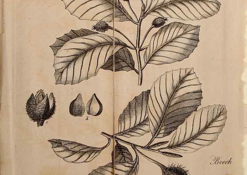 Reproducción/Reproduction 7255567408: The woodland companion;. London,Baldwin, Cradock and Joy [etc.]1815.