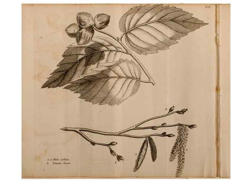 Reproducción/Reproduction 7255575702: The woodland companion;. London,Baldwin, Cradock and Joy [etc.]1815.