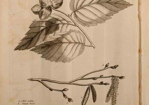 Reproducción/Reproduction 7255575702: The woodland companion;. London,Baldwin, Cradock and Joy [etc.]1815.