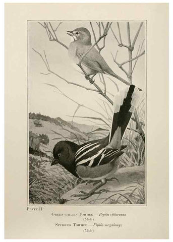 Reproducción/Reproduction 7250817348: Birds of the Rockies,. Chicago,A. C. McClurg and co.,1902.