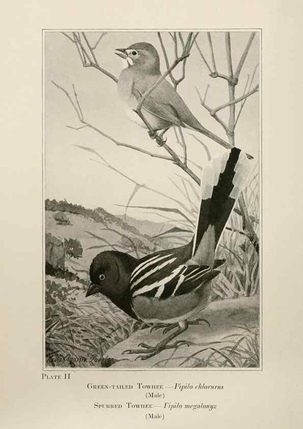 Reproducción/Reproduction 7250817348: Birds of the Rockies,. Chicago,A. C. McClurg and co.,1902.