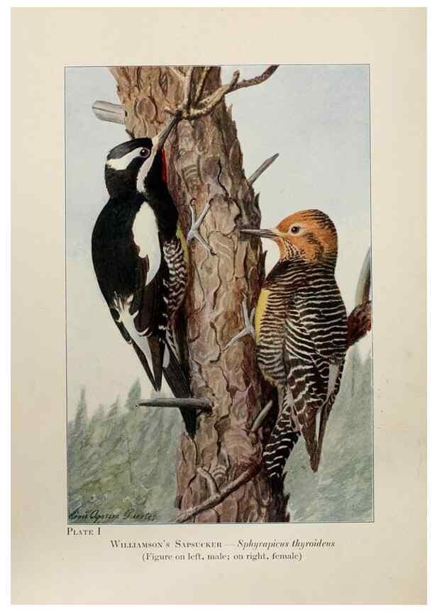 Reproducción/Reproduction 7250815052: Birds of the Rockies,. Chicago,A. C. McClurg and co.,1902.