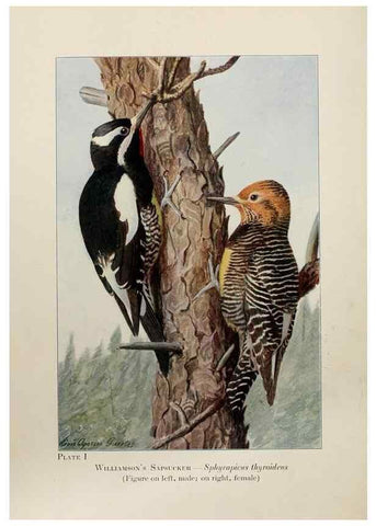 Reproducción/Reproduction 7250815052: Birds of the Rockies,. Chicago,A. C. McClurg and co.,1902.