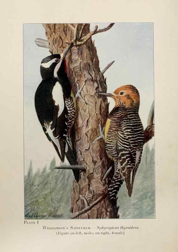Reproducción/Reproduction 7250815052: Birds of the Rockies,. Chicago,A. C. McClurg and co.,1902.