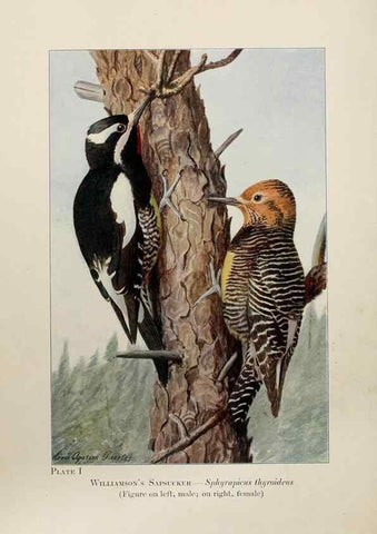 Reproducción/Reproduction 7250815052: Birds of the Rockies,. Chicago,A. C. McClurg and co.,1902.