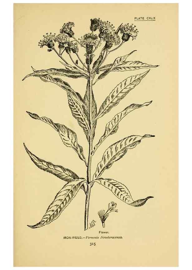 Reproducción/Reproduction 7248385330: How to know the wild flowers :. New York :Scribner's,1893.