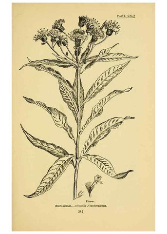 Reproducción/Reproduction 7248385330: How to know the wild flowers :. New York :Scribner's,1893.