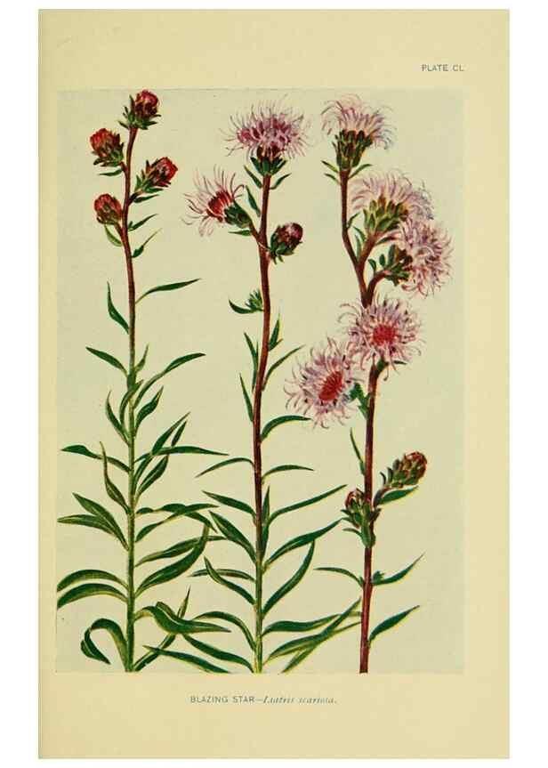 Reproducción/Reproduction 7248385888: How to know the wild flowers :. New York :Scribner's,1893.