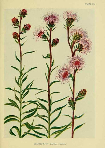 Reproducción/Reproduction 7248385888: How to know the wild flowers :. New York :Scribner's,1893.