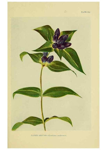 Reproducción/Reproduction 7248386688: How to know the wild flowers :. New York :Scribner's,1893.