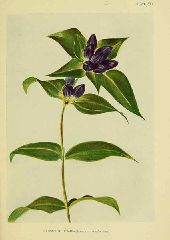 Reproducción/Reproduction 7248386688: How to know the wild flowers :. New York :Scribner's,1893.