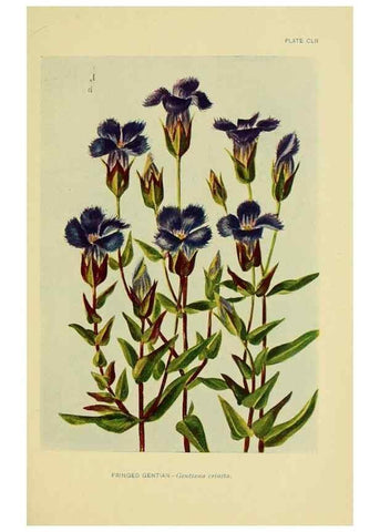 Reproducción/Reproduction 7248387294: How to know the wild flowers :. New York :Scribner's,1893.
