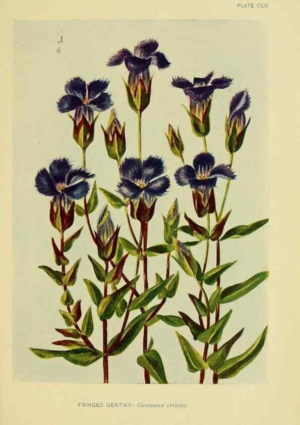 Reproducción/Reproduction 7248387294: How to know the wild flowers :. New York :Scribner's,1893.