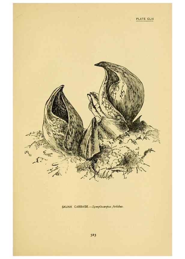 Reproducción/Reproduction 7248387886: How to know the wild flowers :. New York :Scribner's,1893.