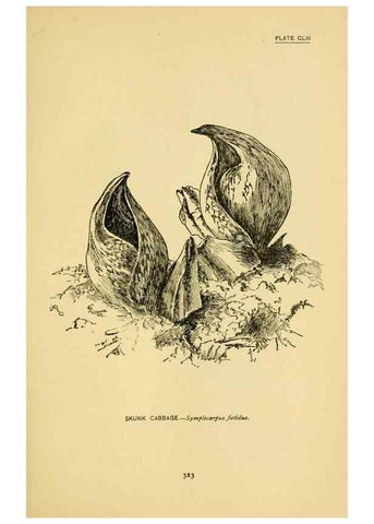 Reproducción/Reproduction 7248387886: How to know the wild flowers :. New York :Scribner's,1893.
