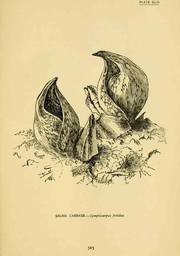 Reproducción/Reproduction 7248387886: How to know the wild flowers :. New York :Scribner's,1893.