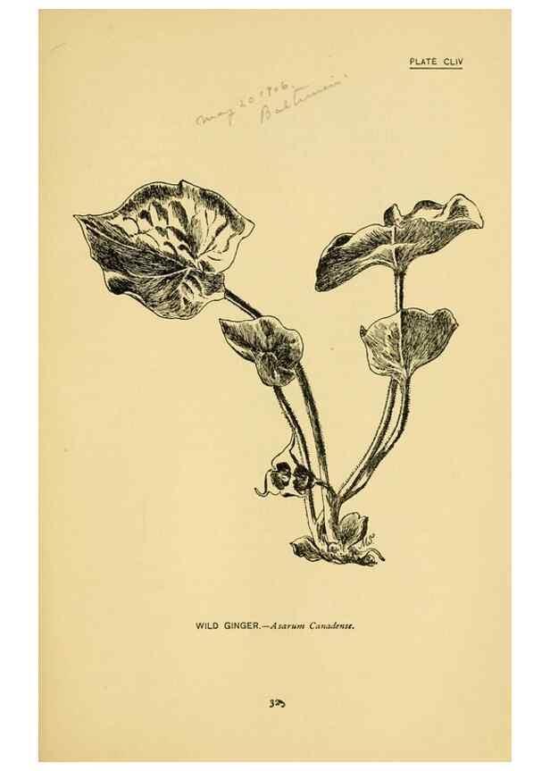 Reproducción/Reproduction 7248388390: How to know the wild flowers :. New York :Scribner's,1893.