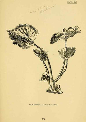 Reproducción/Reproduction 7248388390: How to know the wild flowers :. New York :Scribner's,1893.