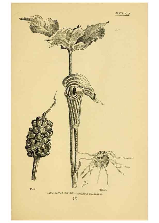 Reproducción/Reproduction 7248389180: How to know the wild flowers :. New York :Scribner's,1893.