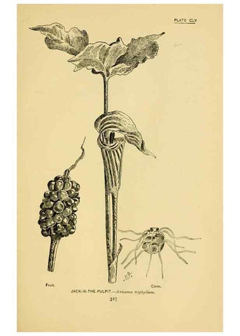 Reproducción/Reproduction 7248389180: How to know the wild flowers :. New York :Scribner's,1893.