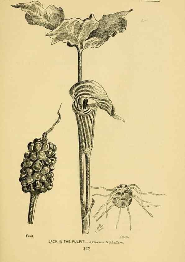 Reproducción/Reproduction 7248389180: How to know the wild flowers :. New York :Scribner's,1893.