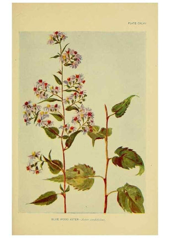 Reproducción/Reproduction 7248384152: How to know the wild flowers :. New York :Scribner's,1893.