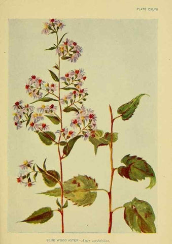 Reproducción/Reproduction 7248384152: How to know the wild flowers :. New York :Scribner's,1893.