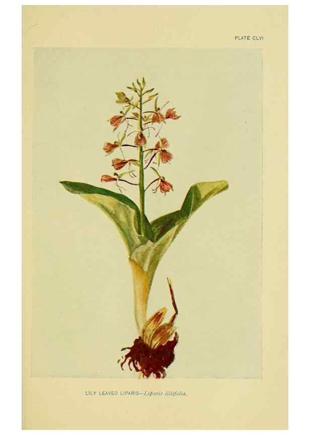Reproducción/Reproduction 7248389942: How to know the wild flowers :. New York :Scribner's,1893.