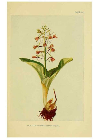 Reproducción/Reproduction 7248389942: How to know the wild flowers :. New York :Scribner's,1893.