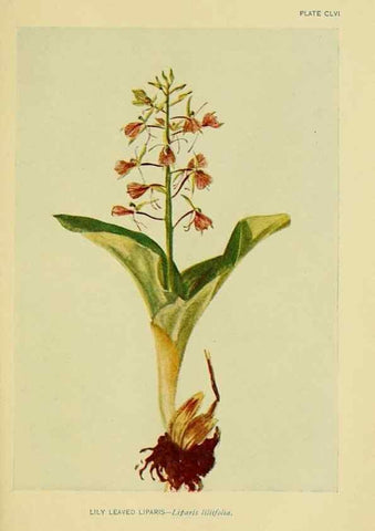 Reproducción/Reproduction 7248389942: How to know the wild flowers :. New York :Scribner's,1893.