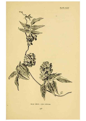 Reproducción/Reproduction 7248391120: How to know the wild flowers :. New York :Scribner's,1893.