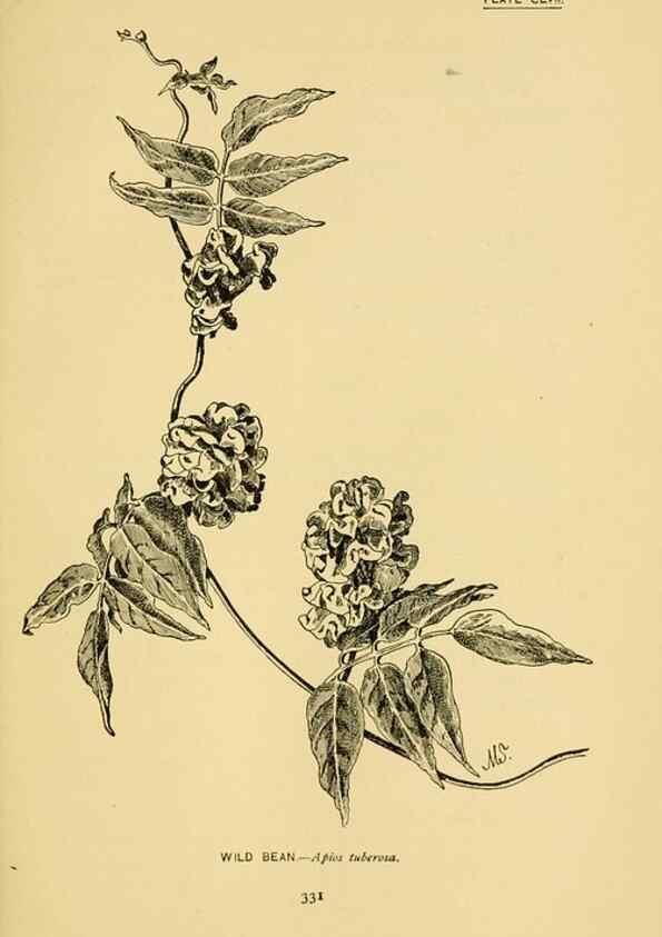 Reproducción/Reproduction 7248391120: How to know the wild flowers :. New York :Scribner's,1893.