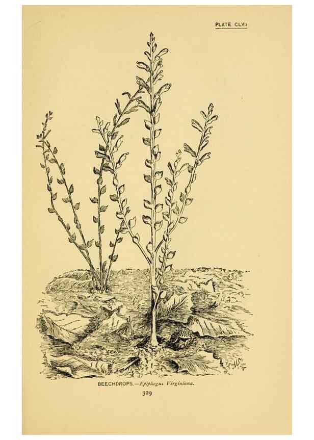 Reproducción/Reproduction 7248390580: How to know the wild flowers :. New York :Scribner's,1893.