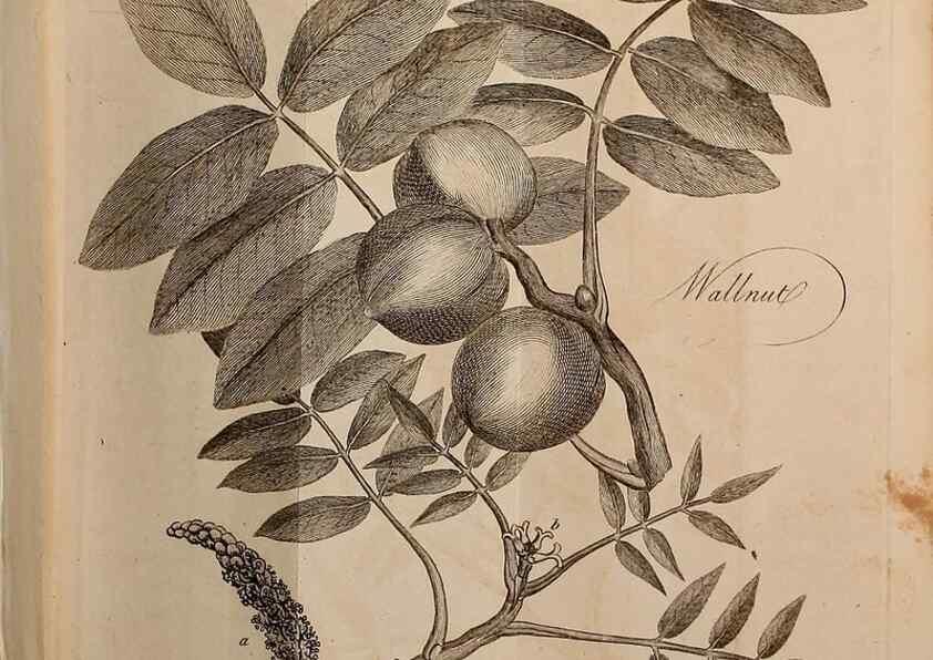 Reproducción/Reproduction 7255576826: The woodland companion;. London,Baldwin, Cradock and Joy [etc.]1815.