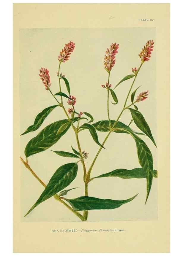 Reproducción/Reproduction 7248361020: How to know the wild flowers :. New York :Scribner's,1893.