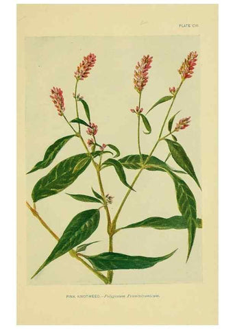 Reproducción/Reproduction 7248361020: How to know the wild flowers :. New York :Scribner's,1893.