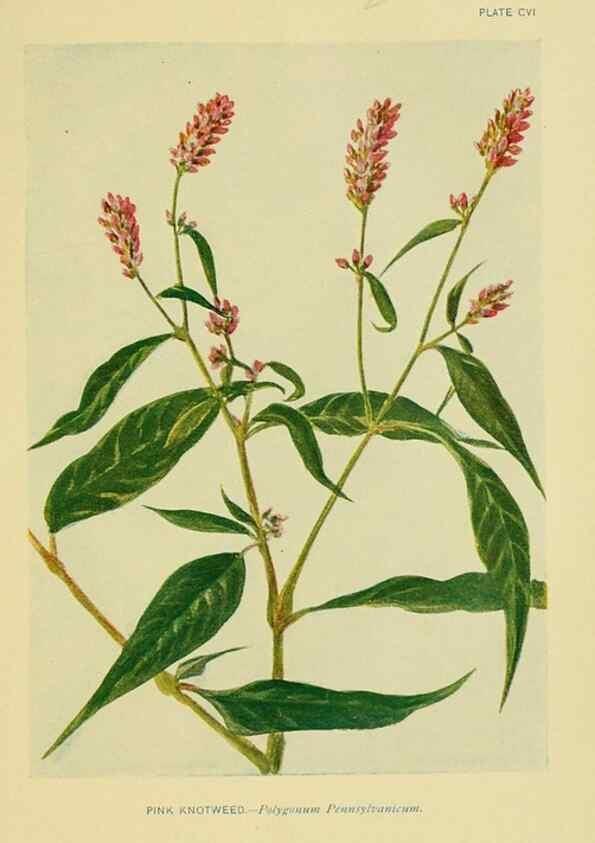 Reproducción/Reproduction 7248361020: How to know the wild flowers :. New York :Scribner's,1893.